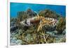 Adult broadclub cuttlefish mating on Sebayur Island, Flores Sea, Indonesia, Southeast Asia-Michael Nolan-Framed Photographic Print