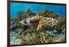 Adult broadclub cuttlefish mating on Sebayur Island, Flores Sea, Indonesia, Southeast Asia-Michael Nolan-Framed Photographic Print