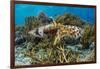 Adult broadclub cuttlefish mating on Sebayur Island, Flores Sea, Indonesia, Southeast Asia-Michael Nolan-Framed Photographic Print