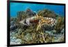 Adult broadclub cuttlefish mating on Sebayur Island, Flores Sea, Indonesia, Southeast Asia-Michael Nolan-Framed Photographic Print