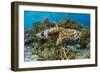 Adult broadclub cuttlefish mating on Sebayur Island, Flores Sea, Indonesia, Southeast Asia-Michael Nolan-Framed Premium Photographic Print