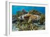 Adult broadclub cuttlefish mating on Sebayur Island, Flores Sea, Indonesia, Southeast Asia-Michael Nolan-Framed Premium Photographic Print