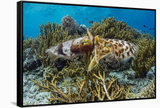 Adult broadclub cuttlefish mating on Sebayur Island, Flores Sea, Indonesia, Southeast Asia-Michael Nolan-Framed Stretched Canvas