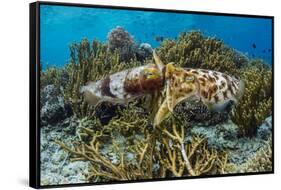 Adult broadclub cuttlefish mating on Sebayur Island, Flores Sea, Indonesia, Southeast Asia-Michael Nolan-Framed Stretched Canvas