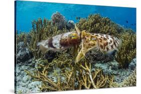 Adult broadclub cuttlefish mating on Sebayur Island, Flores Sea, Indonesia, Southeast Asia-Michael Nolan-Stretched Canvas