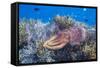 Adult broadclub cuttlefish on the reef at Sebayur Island, Flores Sea, Indonesia, Southeast Asia-Michael Nolan-Framed Stretched Canvas