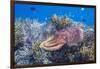 Adult broadclub cuttlefish on the reef at Sebayur Island, Flores Sea, Indonesia, Southeast Asia-Michael Nolan-Framed Photographic Print