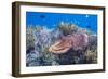 Adult broadclub cuttlefish on the reef at Sebayur Island, Flores Sea, Indonesia, Southeast Asia-Michael Nolan-Framed Photographic Print