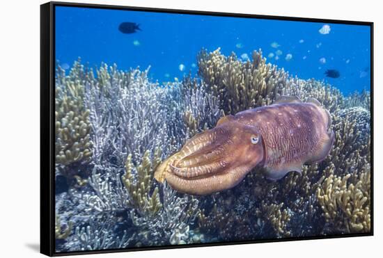 Adult broadclub cuttlefish on the reef at Sebayur Island, Flores Sea, Indonesia, Southeast Asia-Michael Nolan-Framed Stretched Canvas