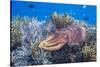 Adult broadclub cuttlefish on the reef at Sebayur Island, Flores Sea, Indonesia, Southeast Asia-Michael Nolan-Stretched Canvas