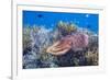 Adult broadclub cuttlefish on the reef at Sebayur Island, Flores Sea, Indonesia, Southeast Asia-Michael Nolan-Framed Photographic Print