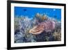 Adult broadclub cuttlefish on the reef at Sebayur Island, Flores Sea, Indonesia, Southeast Asia-Michael Nolan-Framed Photographic Print