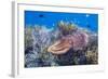 Adult broadclub cuttlefish on the reef at Sebayur Island, Flores Sea, Indonesia, Southeast Asia-Michael Nolan-Framed Photographic Print