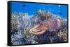 Adult broadclub cuttlefish on the reef at Sebayur Island, Flores Sea, Indonesia, Southeast Asia-Michael Nolan-Framed Stretched Canvas