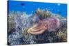 Adult broadclub cuttlefish on the reef at Sebayur Island, Flores Sea, Indonesia, Southeast Asia-Michael Nolan-Stretched Canvas