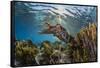 Adult broadclub cuttlefish on the reef at Sebayur Island, Flores Sea, Indonesia, Southeast Asia-Michael Nolan-Framed Stretched Canvas