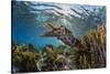 Adult broadclub cuttlefish on the reef at Sebayur Island, Flores Sea, Indonesia, Southeast Asia-Michael Nolan-Stretched Canvas