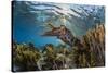 Adult broadclub cuttlefish on the reef at Sebayur Island, Flores Sea, Indonesia, Southeast Asia-Michael Nolan-Stretched Canvas