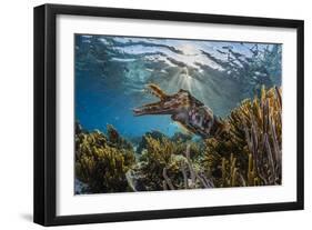 Adult broadclub cuttlefish on the reef at Sebayur Island, Flores Sea, Indonesia, Southeast Asia-Michael Nolan-Framed Premium Photographic Print