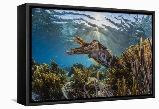 Adult broadclub cuttlefish on the reef at Sebayur Island, Flores Sea, Indonesia, Southeast Asia-Michael Nolan-Framed Stretched Canvas