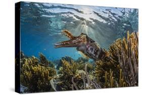 Adult broadclub cuttlefish on the reef at Sebayur Island, Flores Sea, Indonesia, Southeast Asia-Michael Nolan-Stretched Canvas