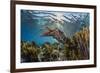 Adult broadclub cuttlefish on the reef at Sebayur Island, Flores Sea, Indonesia, Southeast Asia-Michael Nolan-Framed Photographic Print