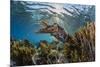 Adult broadclub cuttlefish on the reef at Sebayur Island, Flores Sea, Indonesia, Southeast Asia-Michael Nolan-Mounted Photographic Print