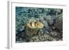 Adult Broadclub Cuttlefish (Sepia Latimanus)-Michael Nolan-Framed Photographic Print