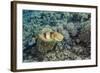 Adult Broadclub Cuttlefish (Sepia Latimanus)-Michael Nolan-Framed Photographic Print