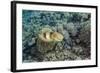 Adult Broadclub Cuttlefish (Sepia Latimanus)-Michael Nolan-Framed Photographic Print