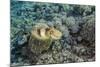 Adult Broadclub Cuttlefish (Sepia Latimanus)-Michael Nolan-Mounted Photographic Print