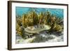 Adult Broadclub Cuttlefish (Sepia Latimanus)-Michael Nolan-Framed Photographic Print