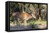 Adult buck Timor rusa deer (Cervus timorensis) in velvet on Rinca Island, Indonesia, Southeast Asia-Michael Nolan-Framed Stretched Canvas