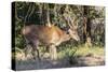 Adult buck Timor rusa deer (Cervus timorensis) in velvet on Rinca Island, Indonesia, Southeast Asia-Michael Nolan-Stretched Canvas