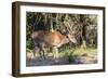 Adult buck Timor rusa deer (Cervus timorensis) in velvet on Rinca Island, Indonesia, Southeast Asia-Michael Nolan-Framed Photographic Print