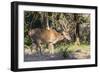 Adult buck Timor rusa deer (Cervus timorensis) in velvet on Rinca Island, Indonesia, Southeast Asia-Michael Nolan-Framed Photographic Print