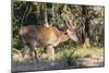 Adult buck Timor rusa deer (Cervus timorensis) in velvet on Rinca Island, Indonesia, Southeast Asia-Michael Nolan-Mounted Photographic Print