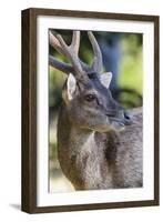 Adult buck Timor rusa deer (Cervus timorensis) in velvet on Rinca Island, Indonesia, Southeast Asia-Michael Nolan-Framed Photographic Print