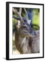 Adult buck Timor rusa deer (Cervus timorensis) in velvet on Rinca Island, Indonesia, Southeast Asia-Michael Nolan-Framed Photographic Print