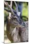 Adult buck Timor rusa deer (Cervus timorensis) in velvet on Rinca Island, Indonesia, Southeast Asia-Michael Nolan-Mounted Photographic Print