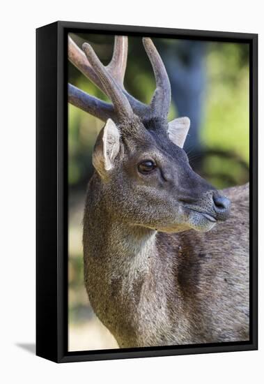 Adult buck Timor rusa deer (Cervus timorensis) in velvet on Rinca Island, Indonesia, Southeast Asia-Michael Nolan-Framed Stretched Canvas