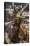 Adult Buck Timor Rusa Deer (Cervus Timorensis), Komodo National Park, Komodo Island, Indonesia-Michael Nolan-Stretched Canvas