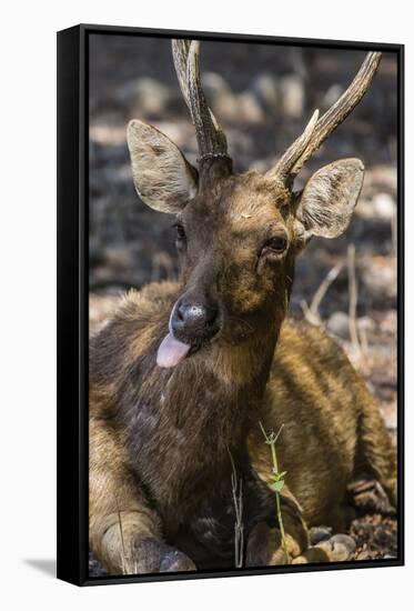 Adult Buck Timor Rusa Deer (Cervus Timorensis), Komodo National Park, Komodo Island, Indonesia-Michael Nolan-Framed Stretched Canvas