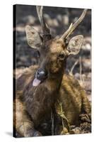 Adult Buck Timor Rusa Deer (Cervus Timorensis), Komodo National Park, Komodo Island, Indonesia-Michael Nolan-Stretched Canvas