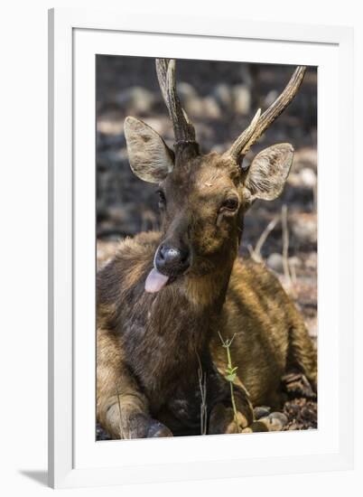 Adult Buck Timor Rusa Deer (Cervus Timorensis), Komodo National Park, Komodo Island, Indonesia-Michael Nolan-Framed Photographic Print