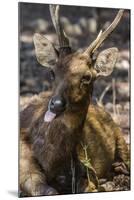 Adult Buck Timor Rusa Deer (Cervus Timorensis), Komodo National Park, Komodo Island, Indonesia-Michael Nolan-Mounted Photographic Print