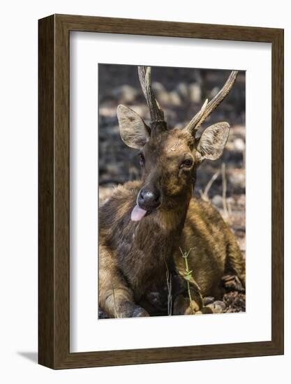 Adult Buck Timor Rusa Deer (Cervus Timorensis), Komodo National Park, Komodo Island, Indonesia-Michael Nolan-Framed Photographic Print