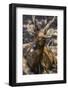 Adult Buck Timor Rusa Deer (Cervus Timorensis), Komodo National Park, Komodo Island, Indonesia-Michael Nolan-Framed Photographic Print