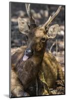 Adult Buck Timor Rusa Deer (Cervus Timorensis), Komodo National Park, Komodo Island, Indonesia-Michael Nolan-Mounted Photographic Print