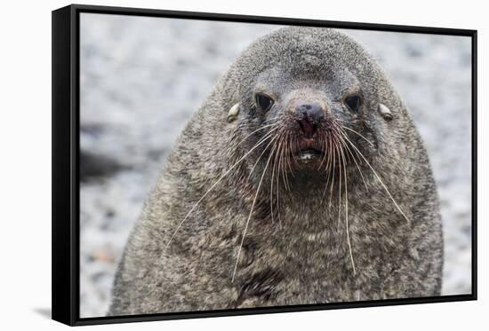 Adult Bull Antarctic Fur Seal (Arctocephalus Gazella), Head Detail, Stromness Harbor, South Georgia-Michael Nolan-Framed Stretched Canvas